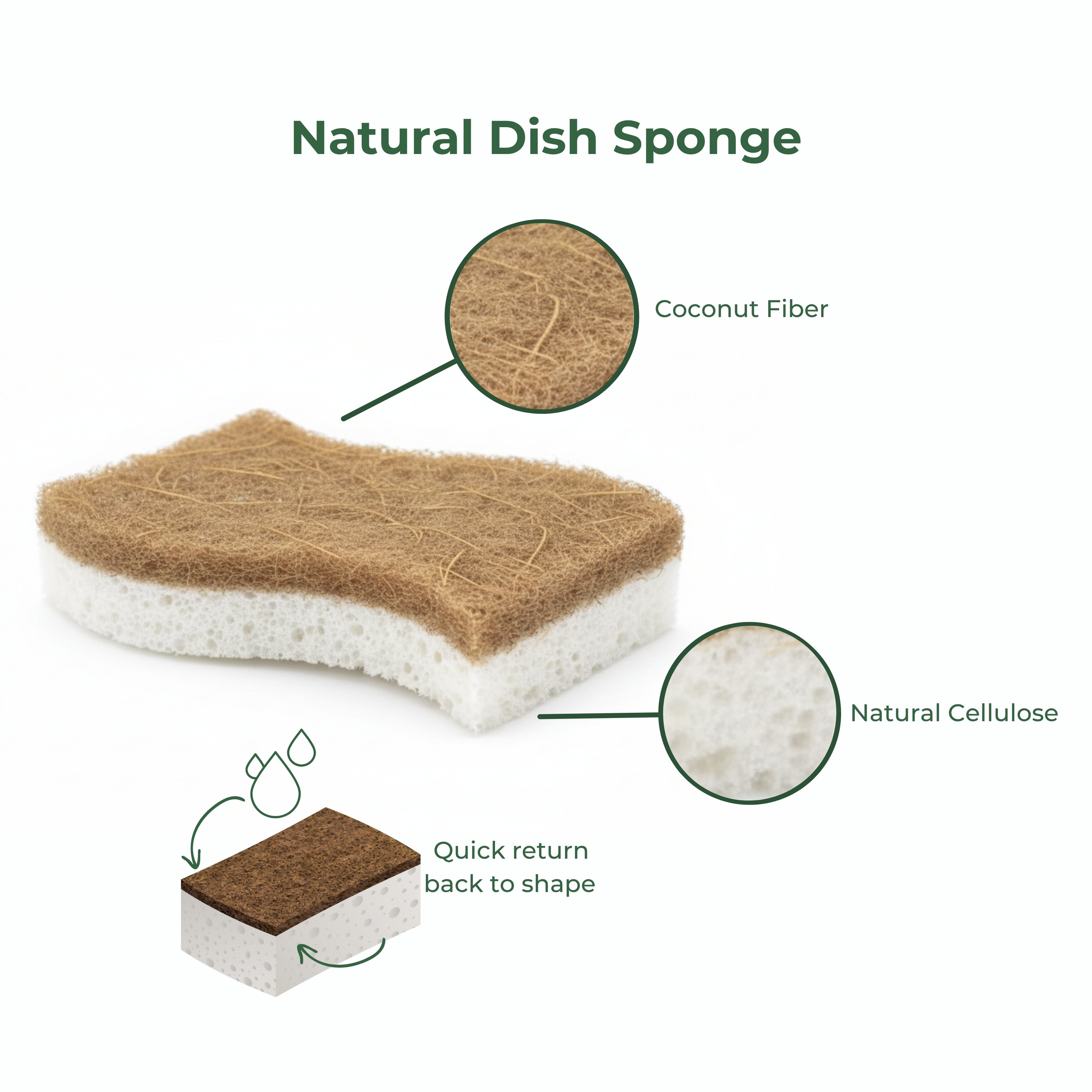 Why Your Kitchen Sponge Smells (And Why Cellulose Is the Solution)